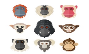 9 creative monkeys head vector